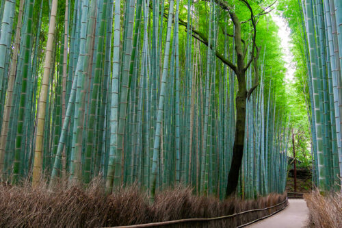 Fotoobraz Japonsko - bambusový les Arashiyama